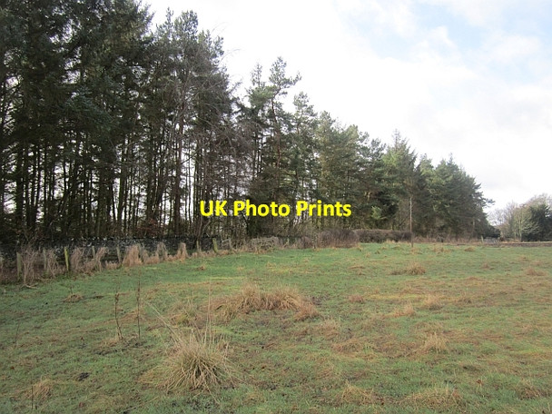 Photo 6"x4" Strip wood, Chesters Newton\/NT6020 c2013