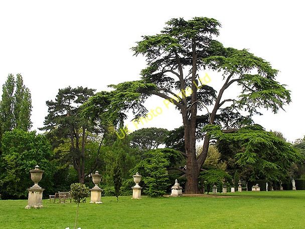 Photo 6"x4" Chiswick House Gardens Chiswick c2005