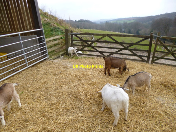 Photo 6"x4" Milton Abbas, goats Milton Abbas c2013