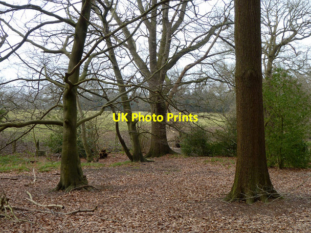Photo 6"x4" In Levels Wood Bushey\/TQ1395 c2013