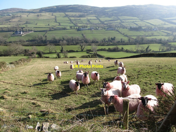 Photo 6"x4" Sheep on the slopes above the Moygannon Valley Burren c2013