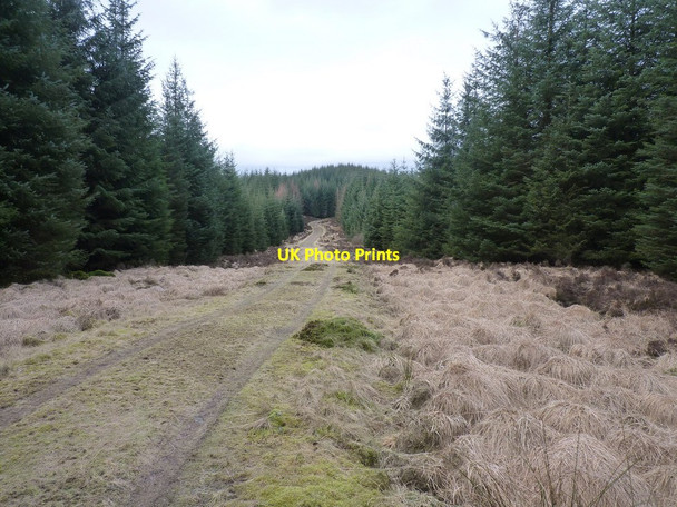 Photo 6"x4" Forest track from the north side of Cairn Hill Glenhead Hill c2013
