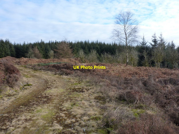 Photo 6"x4" A small birch grove near Castledaffin Glenhead Hill c2013