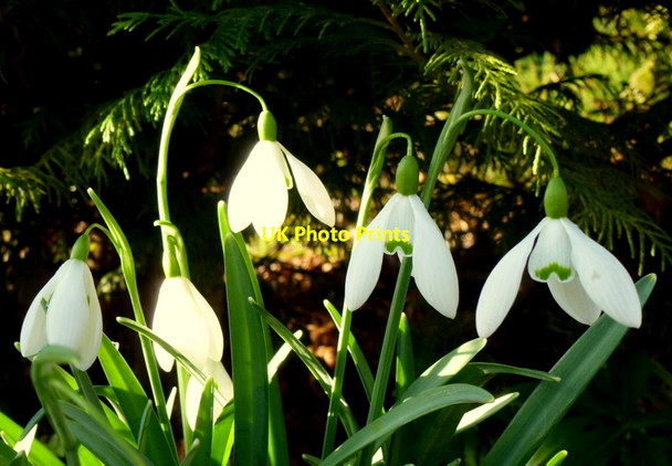 Photo 6"x4" Glowing snowdrops Bromsash c2013