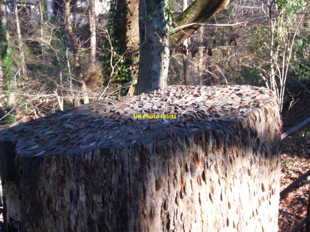 Photo 6"x4" Money in an old tree stump Ambleside c2013