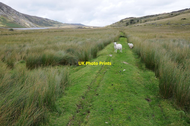 Photo 6"x4" Sheep in Cwm Eigiau Cedryn c2012