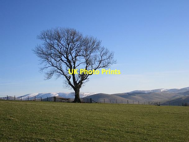 Photo 6"x4" Tree, Moneylaws Hill Downham\/NT8633 c2013
