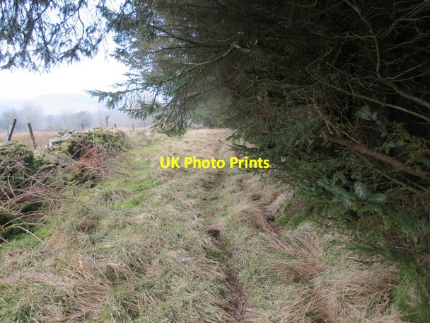 Photo 6"x4" Llwybr Penwaundwr \/ Penwaundwr path Crai c2013