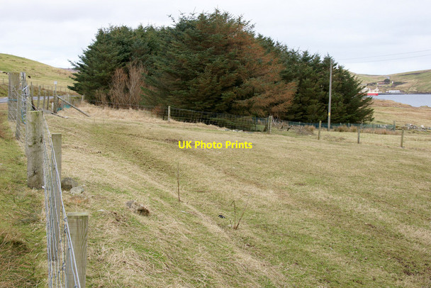 Photo 6"x4" Plantation at Forsa, North Collafirth North Collafirth c2013