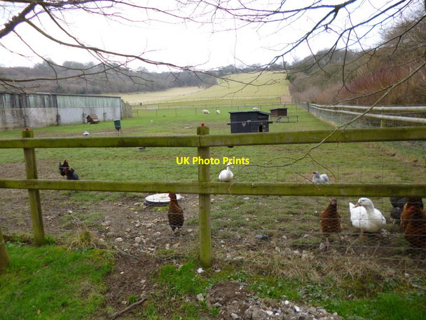 Photo 6"x4" Winterborne Houghton, poultry Winterborne Houghton c2013
