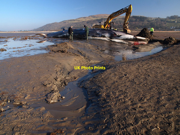 Photo 6"x4" The Carsluith Whale Carsluith c2013 P1