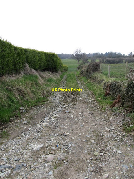 Photo 6"x4" Field lane leading uphill from Park Lane Rostrevor c2013