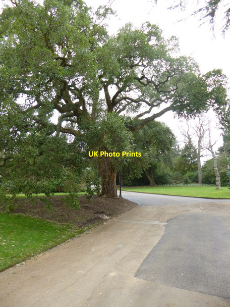 Photo 6"x4" Osborne House, cork oak Cowes c2013
