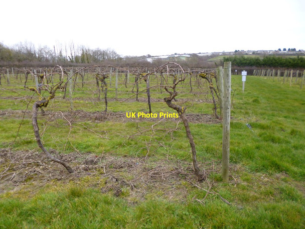 Photo 6"x4" Swanmore, vineyard Ryde c2013