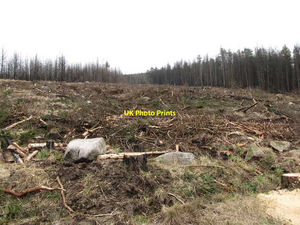 Photo 6"x4" A cut-over section of forest on the southern slope of Crotlieve Mountain Rostrevor c2013