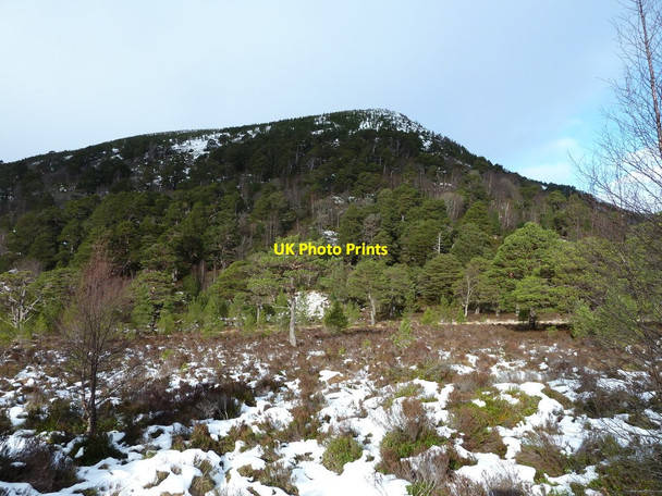 Photo 6"x4" Young trees below Creag Loisgte Allt na F\u00e8ith Duibhe c2013