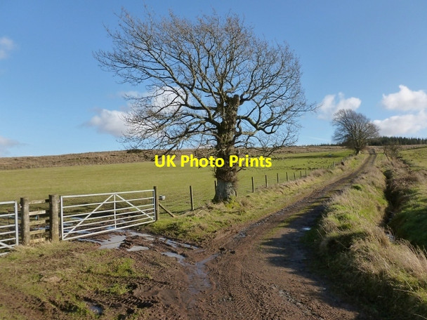 Photo 6"x4" Track to Cameron Muir Tullycross c2013