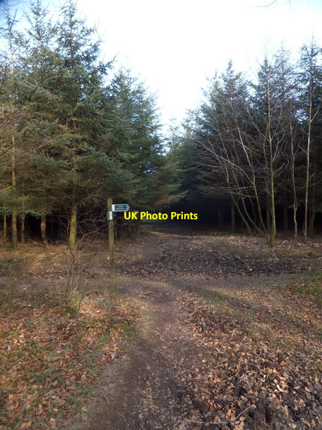 Photo 6"x4" Junction of footpaths in Downlands Plantation Saint Hill c2013