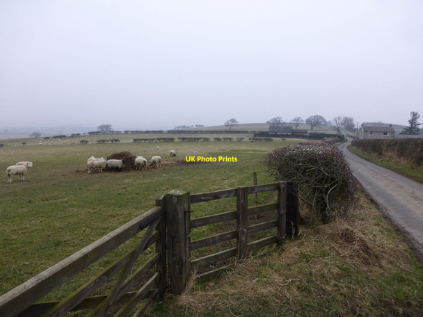 Photo 6"x4" Sheep feeding  Edlingham c2013