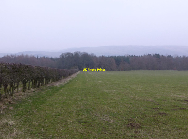 Photo 6"x4" Hedge and footpath across pasture Edlingham c2013