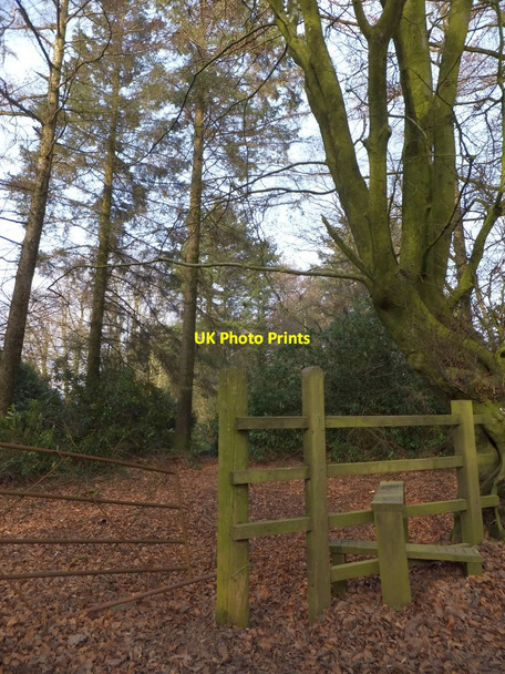 Photo 6"x4" Start of the Rhododendron Walk Highwood\/ST1406 c2013