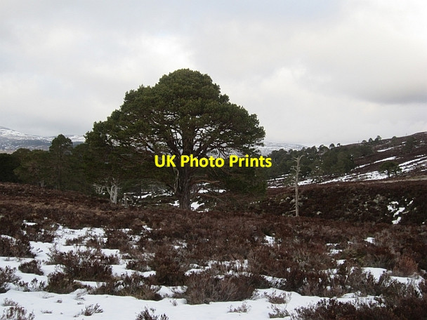 Photo 6"x4" First and last tree, Allt Lochan nan Eun Garbh Allt Shiel c2013