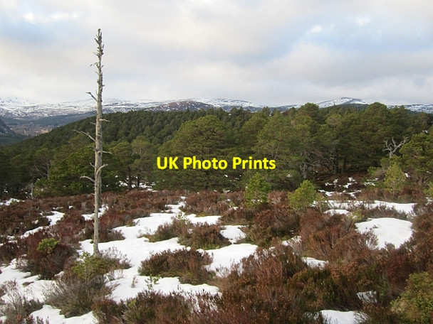 Photo 6"x4" Ballochbuie Forest Garbh Allt Shiel c2013