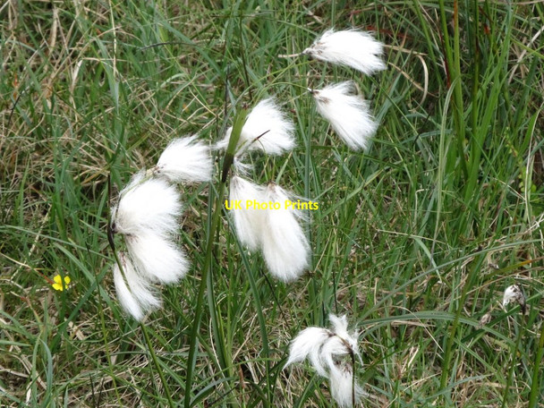 Photo 6"x4" Cotton grass in the Windy Gap Valley Attical c2011