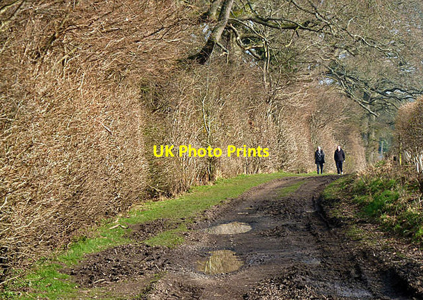 Photo 6"x4" A track on the Hirsel Estate Coldstream\/NT8439 c2013