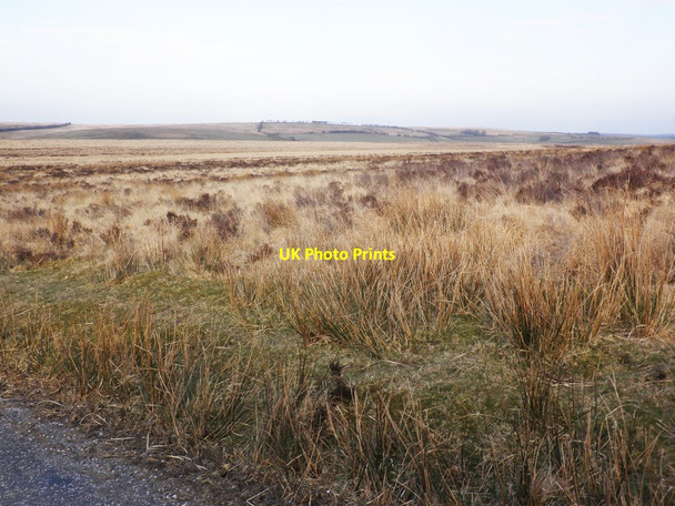 Photo 6"x4" Molland Common Champson c2013