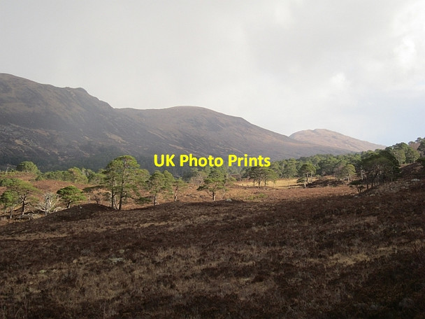 Photo 6"x4" Pine woods, Glen Affric Allt a' Choire Chruim c2013