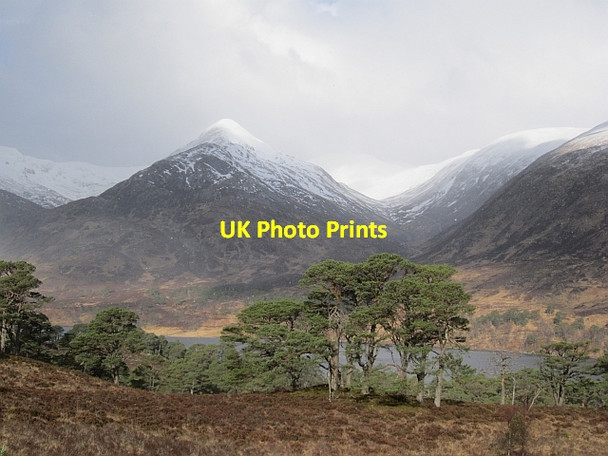 Photo 6"x4" Pine forest, Glen Affric Carn Glas Iochdarach c2013