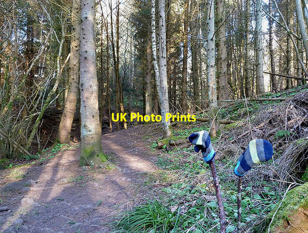 Photo 6"x4" The St Cuthbert's Way in Divet Ha' Wood Ancrum c2013