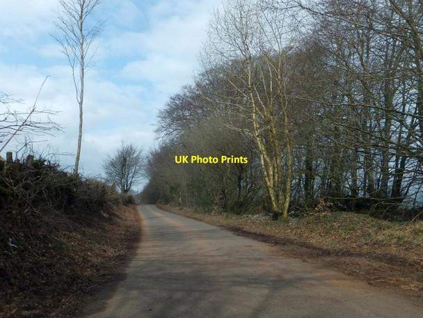 Photo 6"x4" Shelter belt near Godhams Farm Upton\/SS9928 c2013