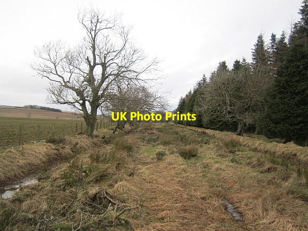 Photo 6"x4" Peat Ford Longformacus c2013