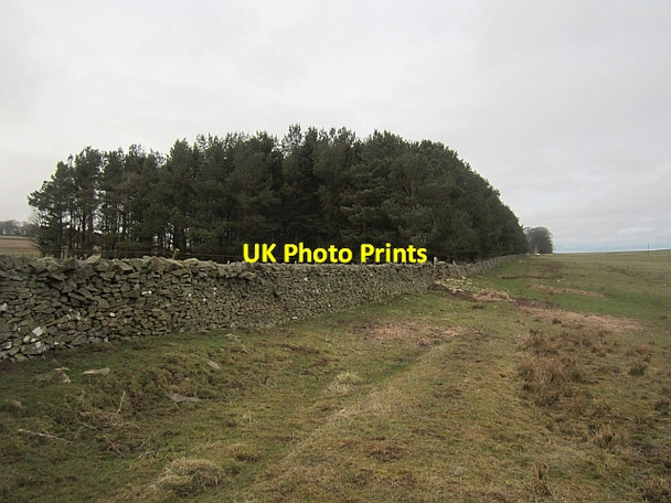 Photo 6"x4" Dyke, Redpath Longformacus c2013