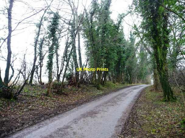 Photo 6"x4" Ivy-covered trees along Binsoe Lane Binsoe c2013