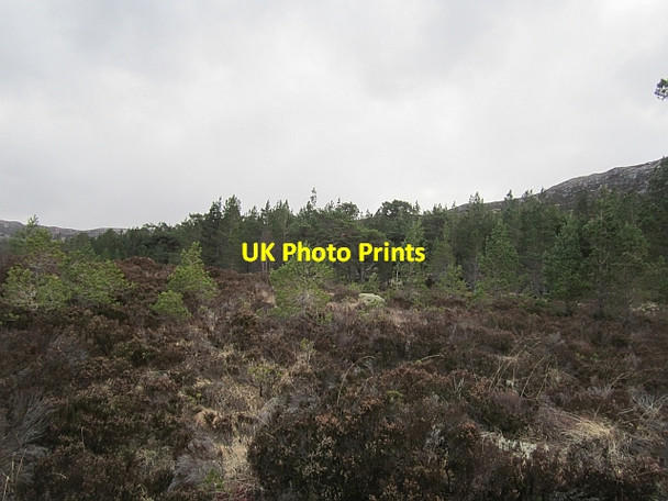 Photo 6"x4" Pine forest, Glen Affric Loch Salach a' Ghiubhais c2013