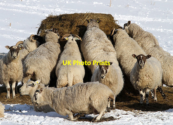 Photo 6"x4" Hungry sheep Dryden\/NT4723 c2013