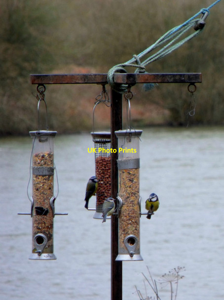 Photo 6"x4" Blue tits on birdfeeders, Weir Wood Reservoir Charlwood\/TQ3934 c2013