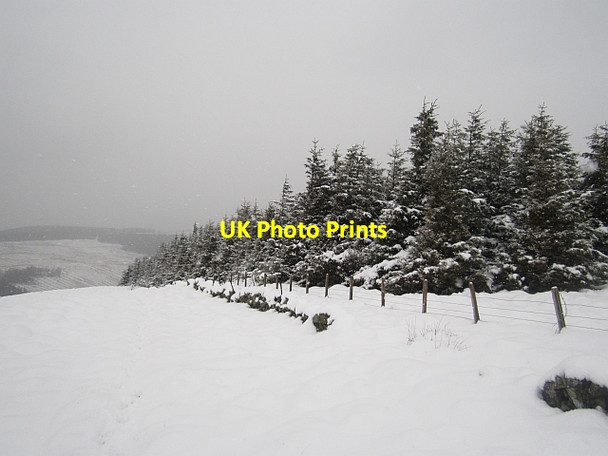 Photo 6"x4" Woodland, Muckle Knowe Menzion c2013