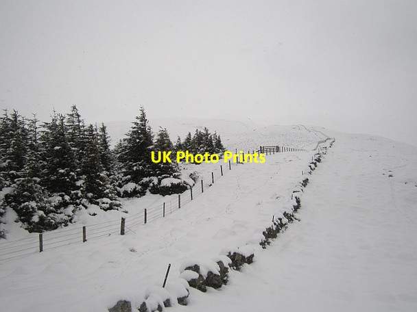 Photo 6"x4" Woodland, Muckle Knowe Menzion c2013 P1