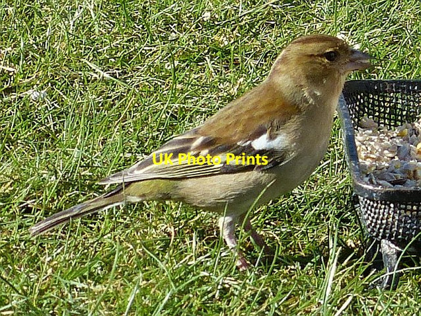 Photo 6"x4" Female chaffinch, Rhymney Rhymney\/Rhymni c2013