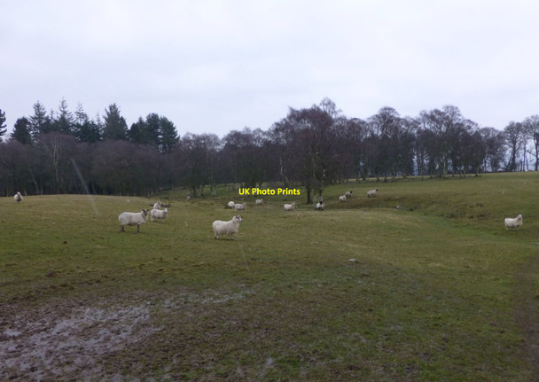 Photo 6"x4" Sheep in soggy pasture Eglingham c2013