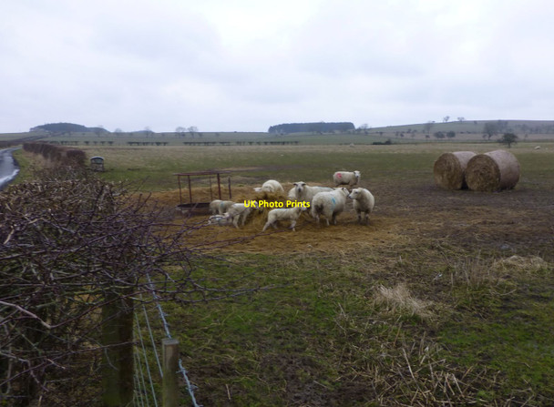 Photo 6"x4" Sheep and lambs feeding Eglingham c2013