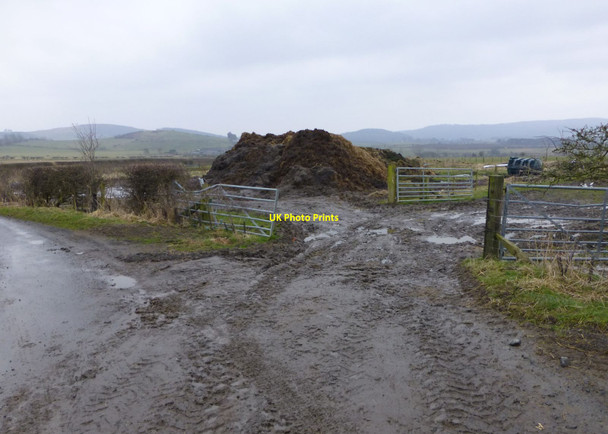Photo 6"x4" Dung hill near Shipley Smallburns Eglingham c2013