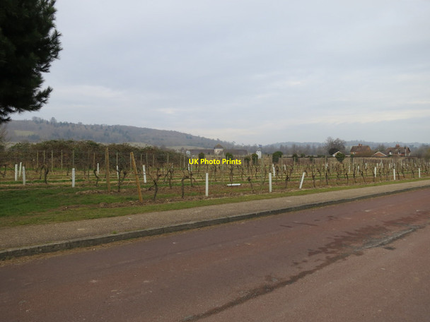 Photo 6"x4" Denbies Vineyard Dorking c2013