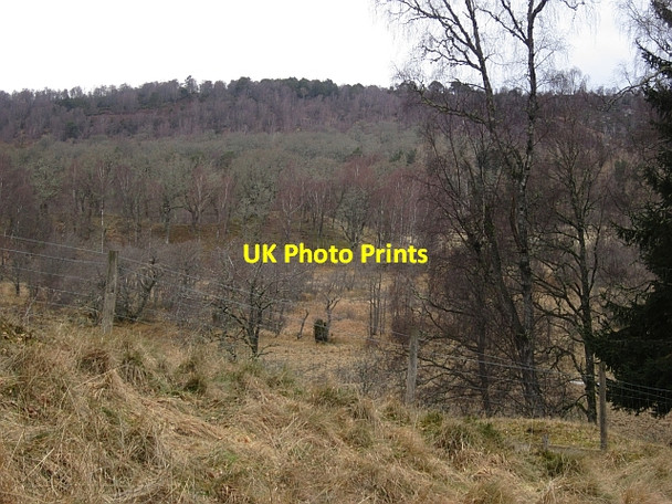Photo 6"x4" Wetland woods, Inshriach Alvie c2013