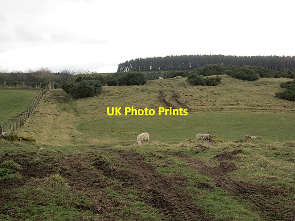 Photo 6"x4" Ewe and lambs above Etal Duddo c2013