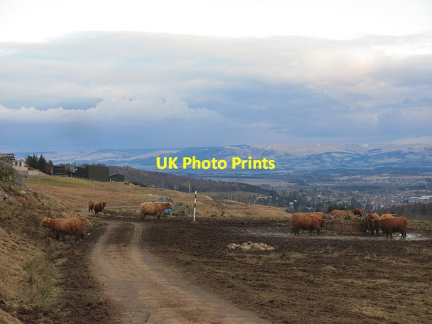 Photo 6"x4" Cattle, Glen Turret Ochtertyre\/NN8323 c2013